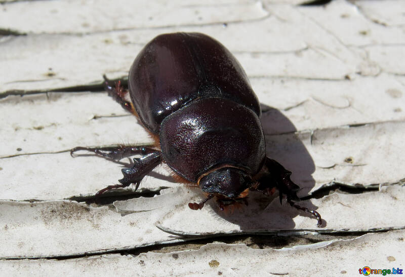 Rhinoceros Beetle №46613