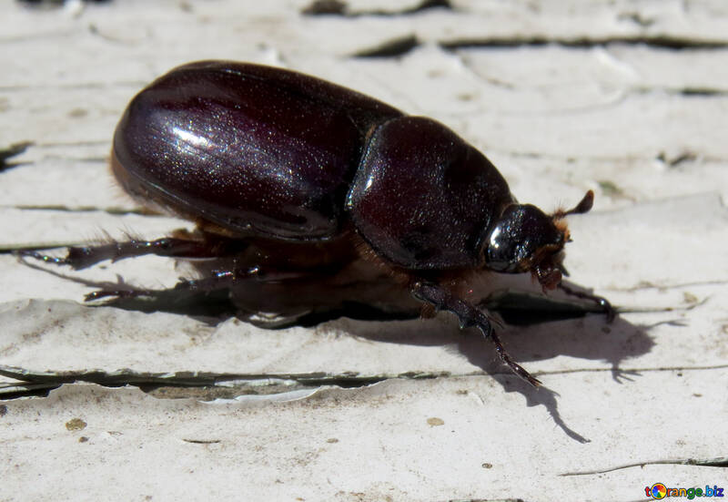 Rhinocéros Beetle №46614