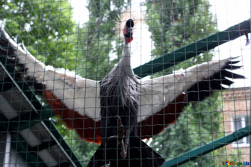 Crowned crane №46004