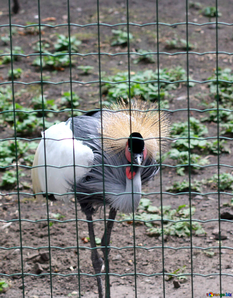 Crowned crane №46006