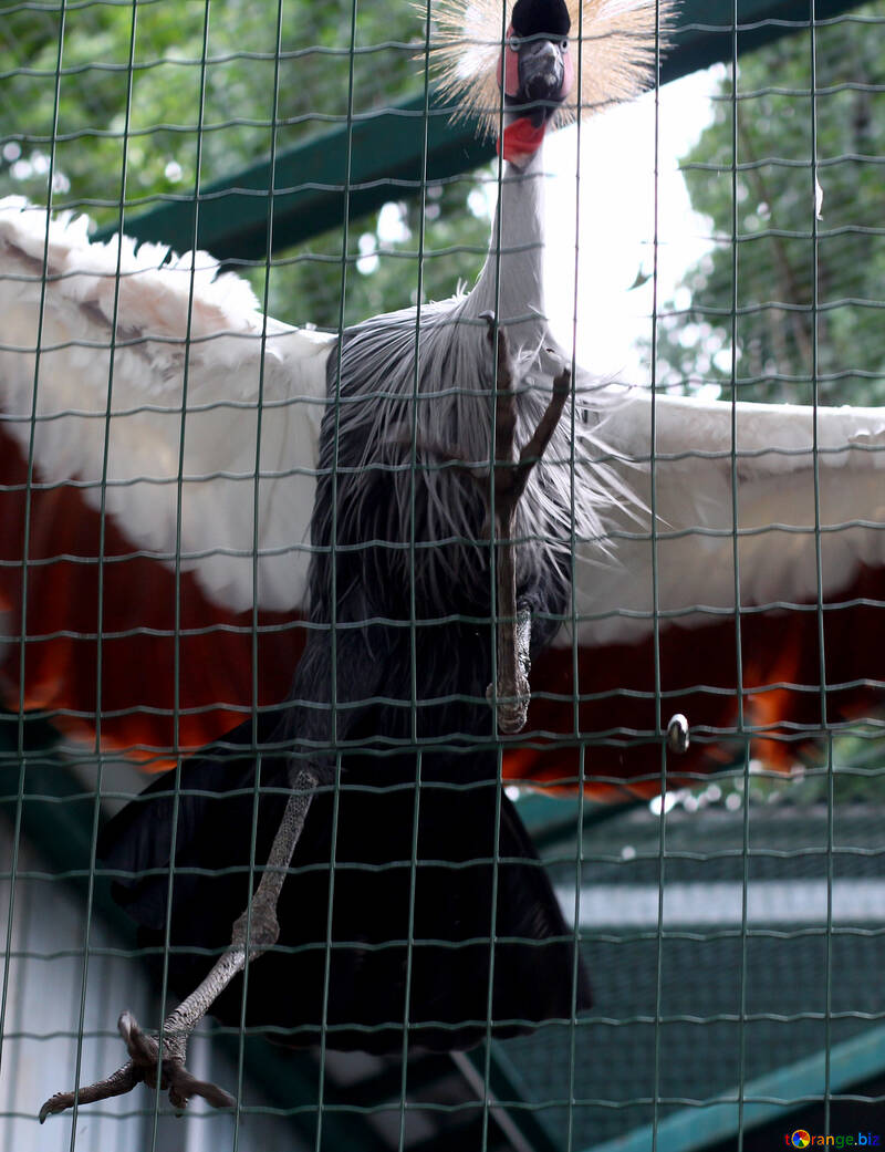 Crowned crane in the zoo №46003