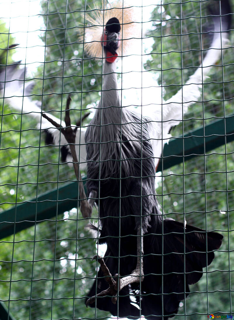 Crowned crane in the zoo №46005