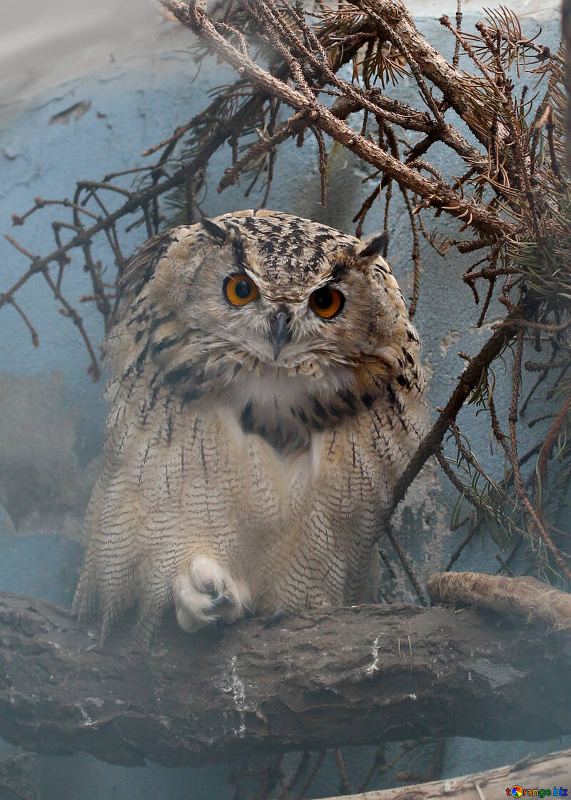 Owl №46065