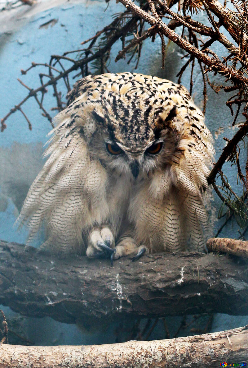 Paws owl №46061