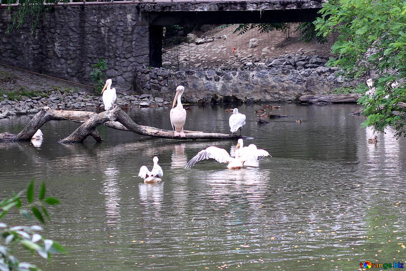 Pelikane auf dem See №46144