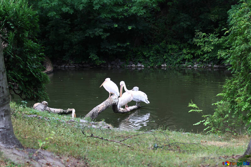 Pelicans on the tree №46137