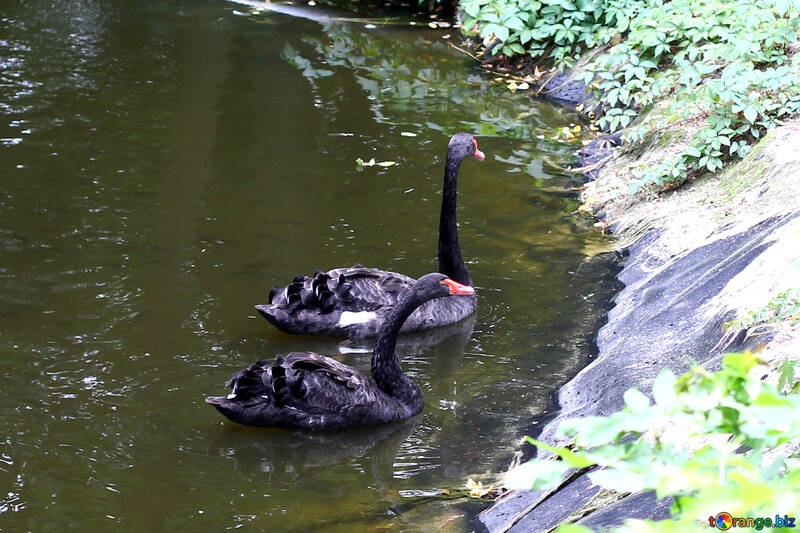Black swan on the water №46145