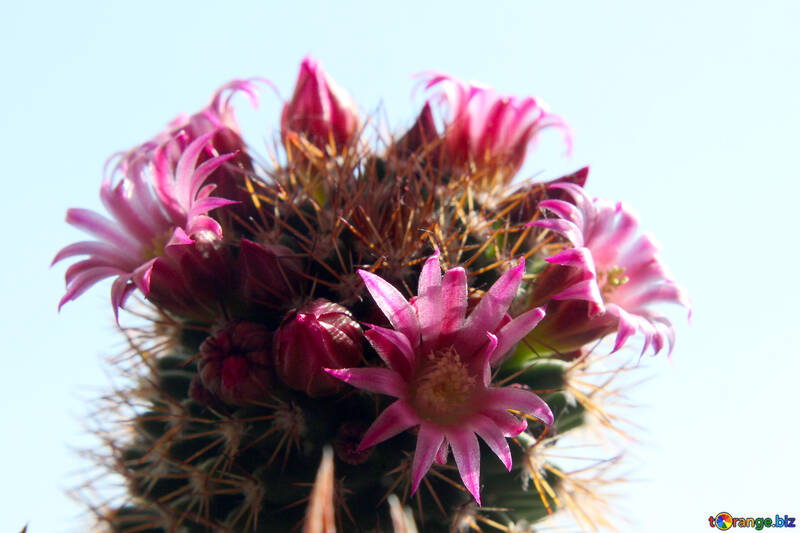 Flor de cactus aislado en el fondo blanco №46584