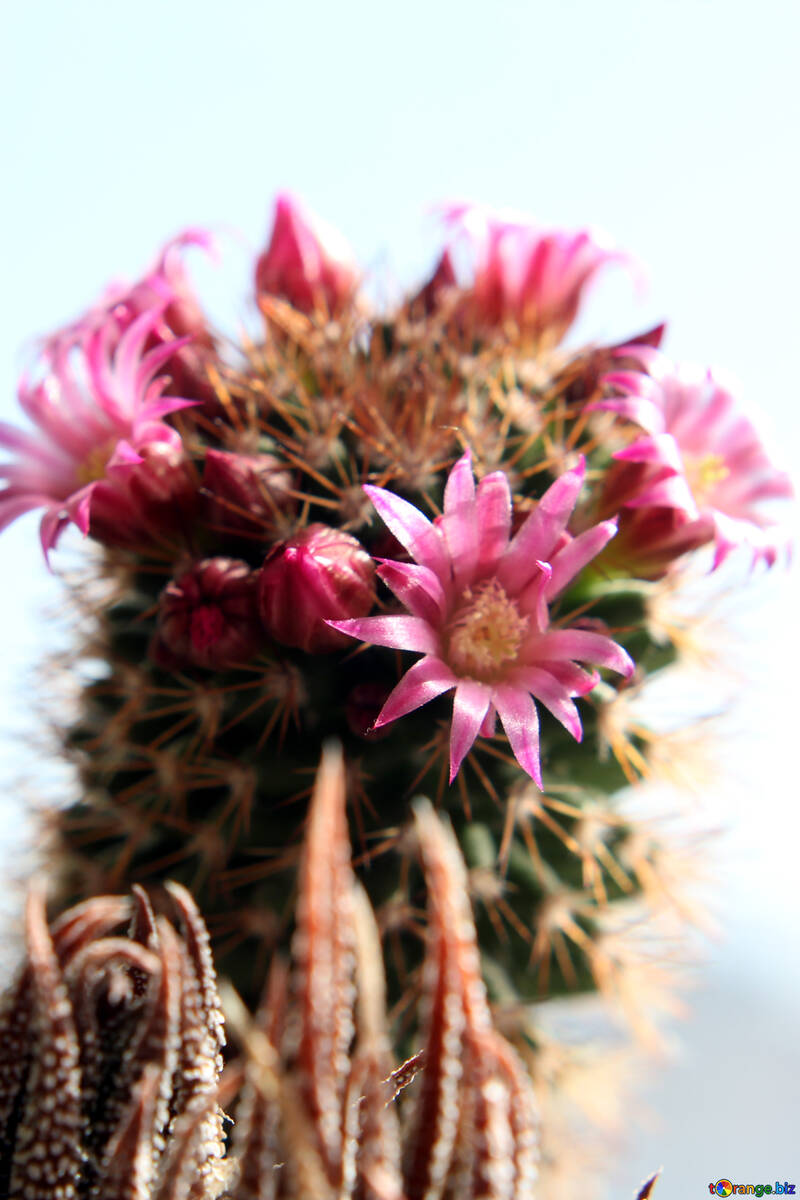 Fiore di cactus isolato su sfondo bianco №46585