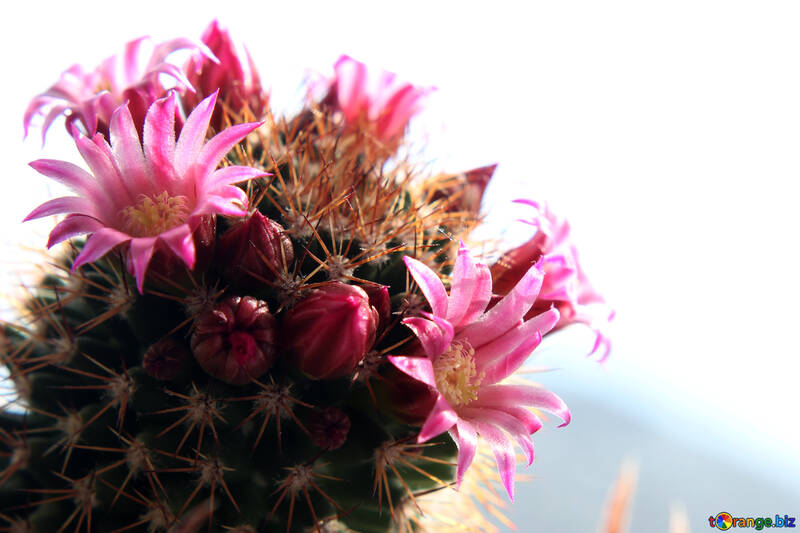 Flor de cactus aislado en el fondo blanco №46586