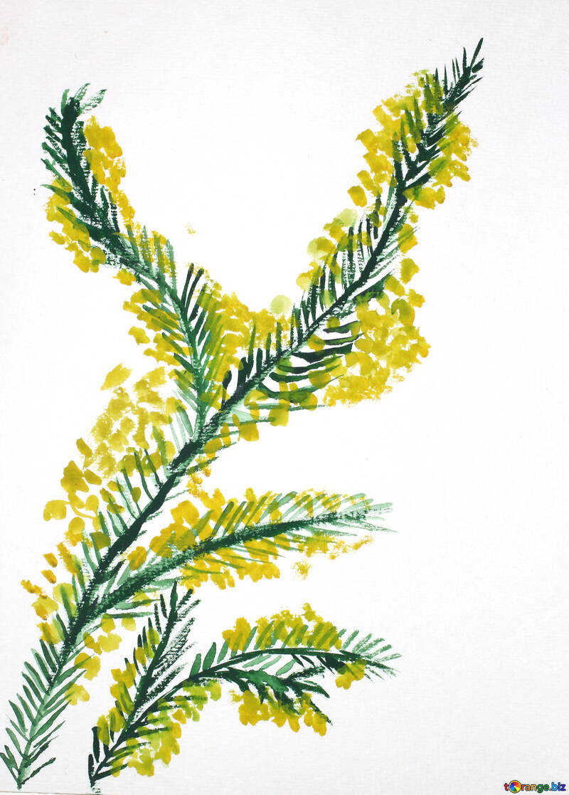 Children`s drawing a sprig of mimosa №46289