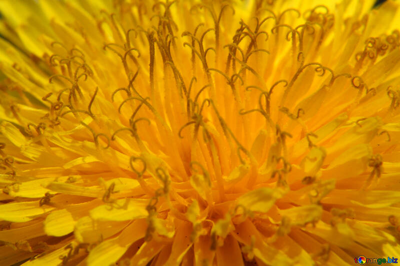 Close-up of dandelion flower №46791