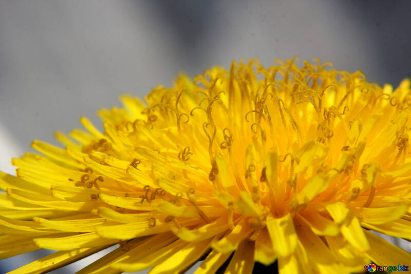 Close-up of dandelion flower №46793