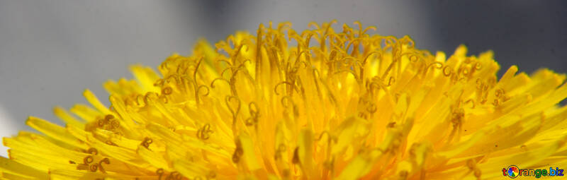 Close-up of dandelion flower №46794