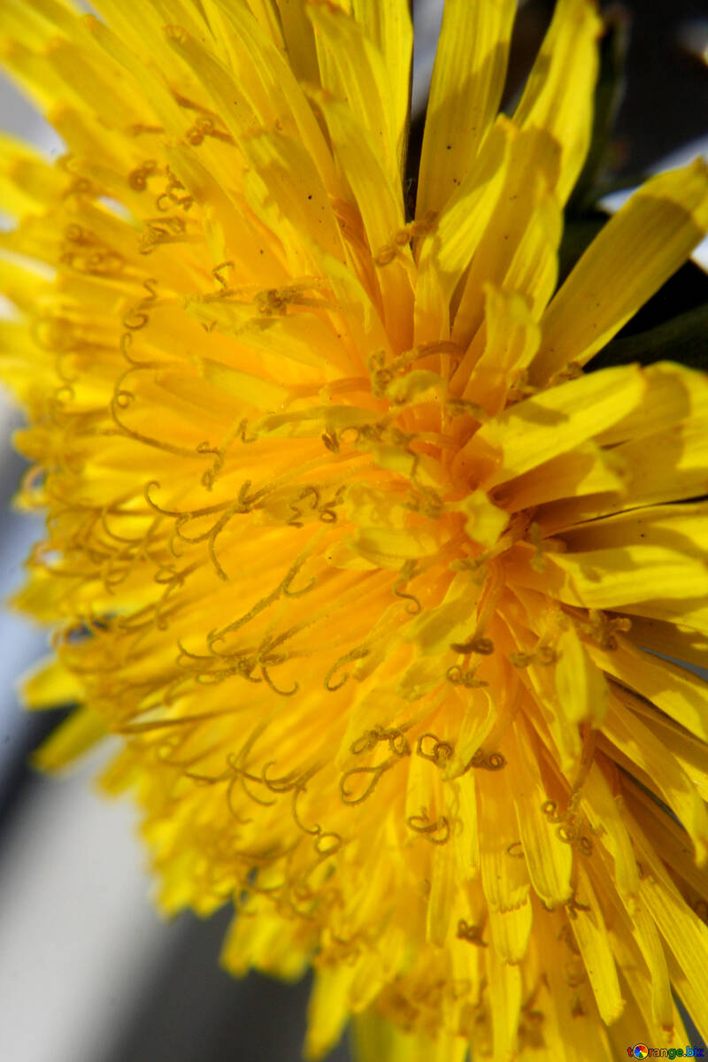 Close-up de la fleur de pissenlit №46795