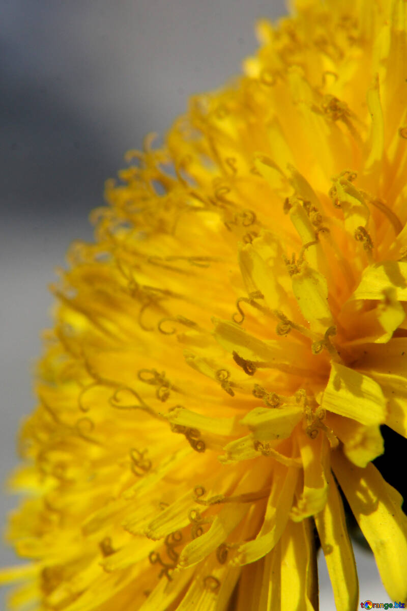 Close-up of dandelion flower №46796