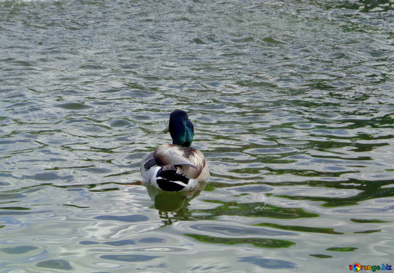  duck Bather in water №46869