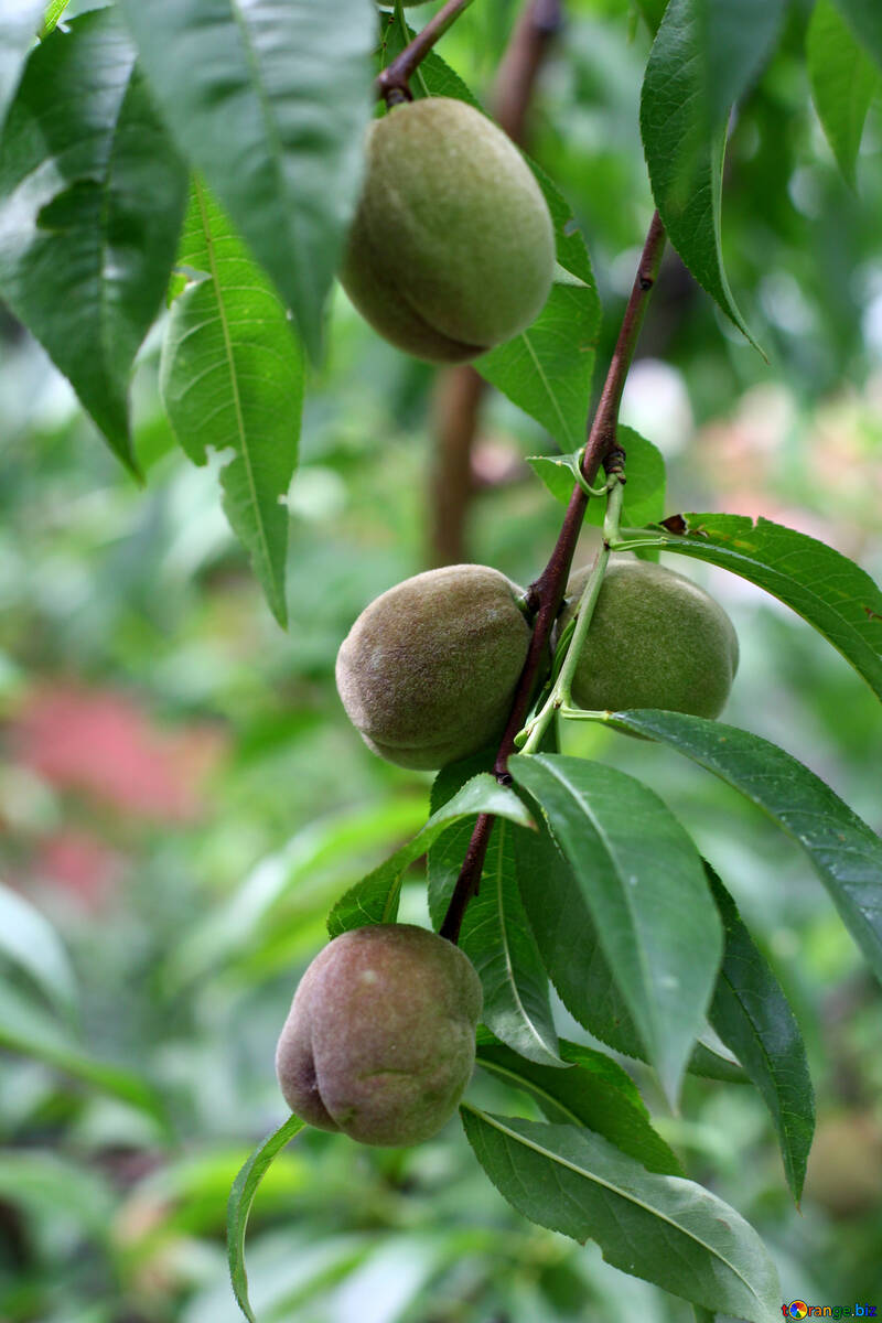 Walnuts on the tree №46834