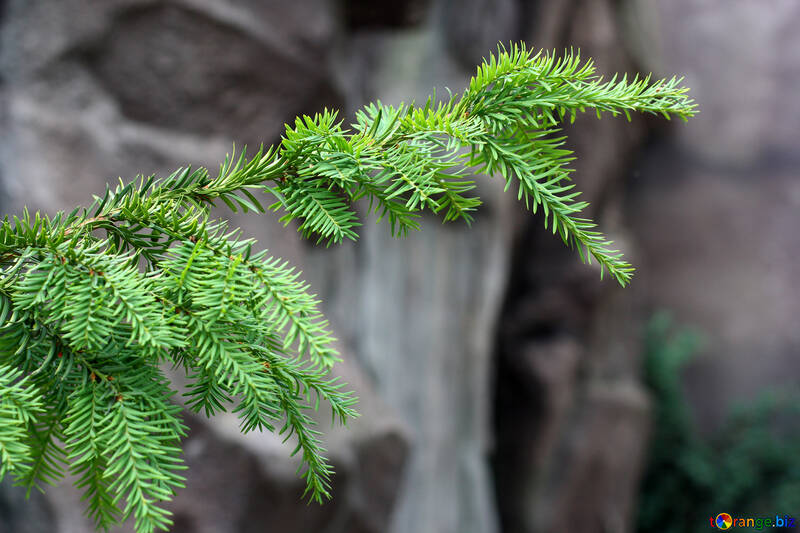 The branch of a Christmas tree on the background of rocks №46052