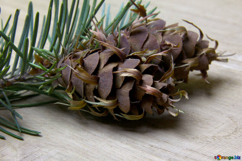 Branch of pine tree with cone №46322