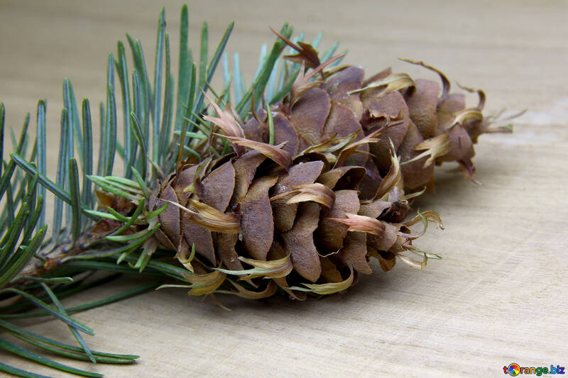 Branch of pine tree with cone №46323