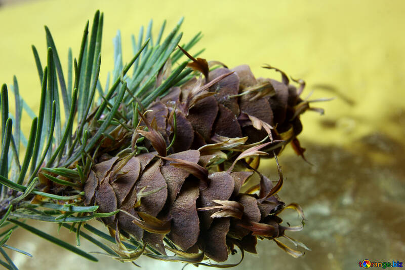 Branch of pine tree with cone №46326