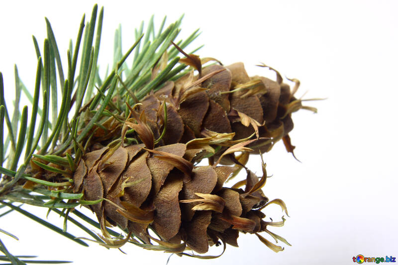 Branch of pine tree with cone №46327