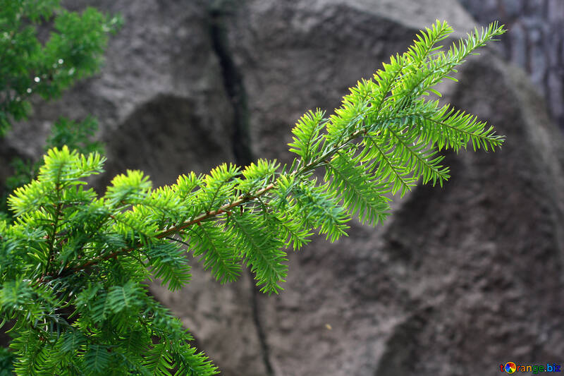 The branch of a Christmas tree on the background of rocks №46053