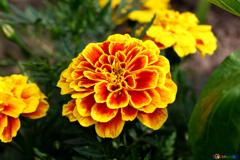 Marigold №46841