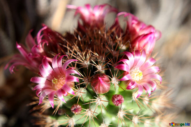 Fleurs de cactus Accueil №46591