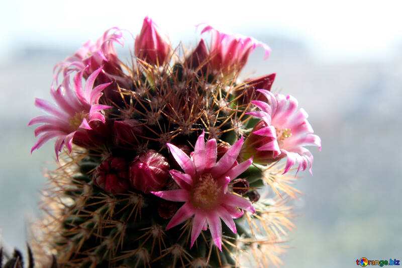 Flores de cactus en el alféizar №46583