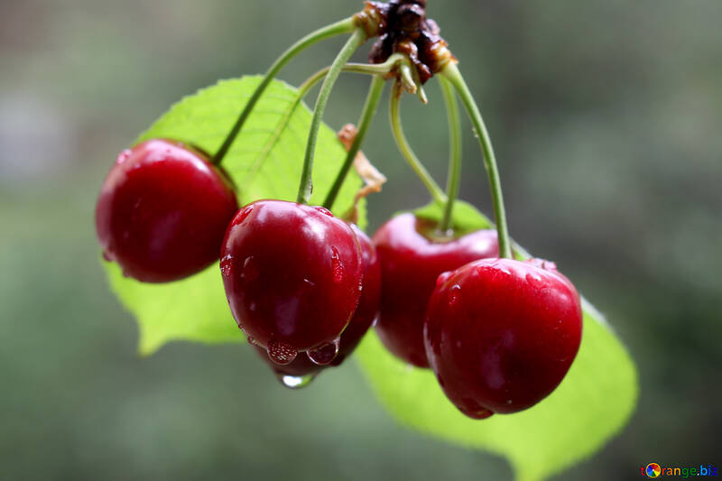 Cerezas en el árbol №46255