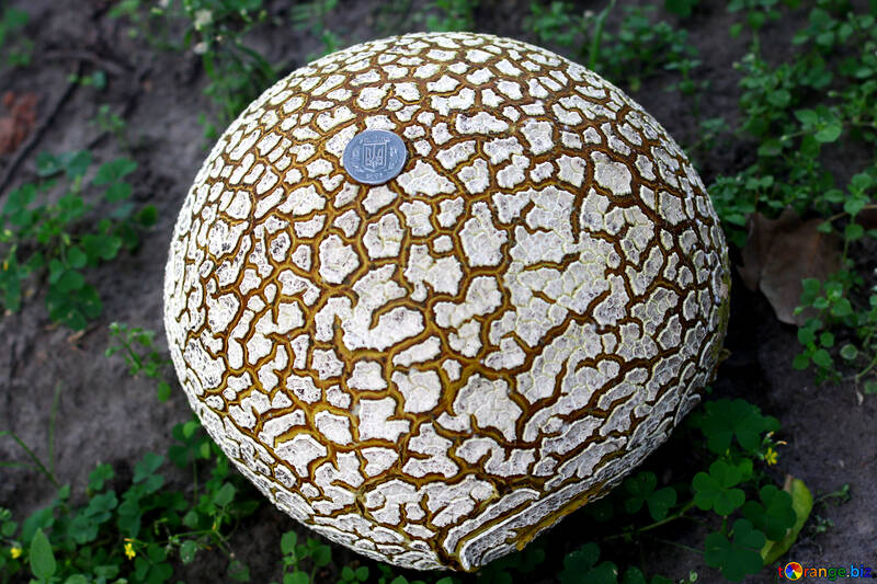 La texture de la surface craquelée du champignon №46539