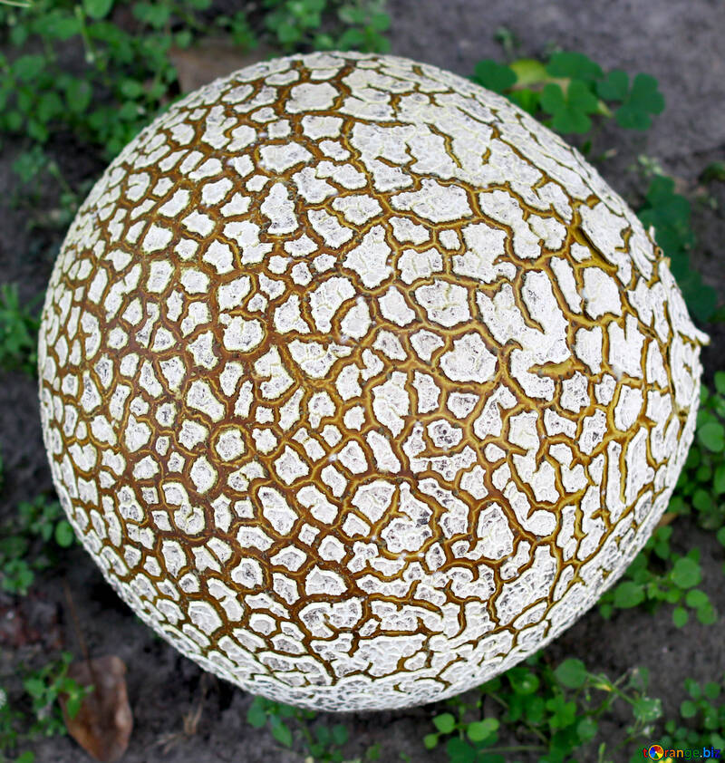 Textur der rissige Oberfläche des Pilzes №46529