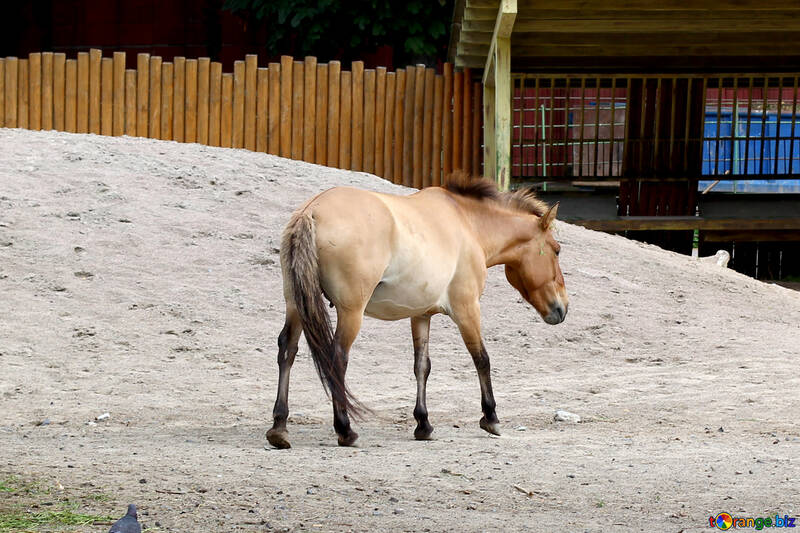 O cavalo de Przewalski №46091