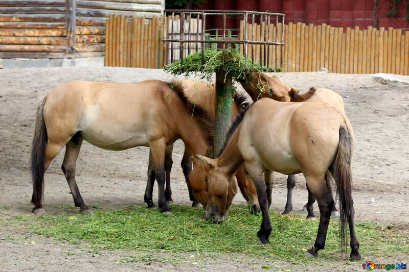 Les chevaux sauvages dans le zoo №46089