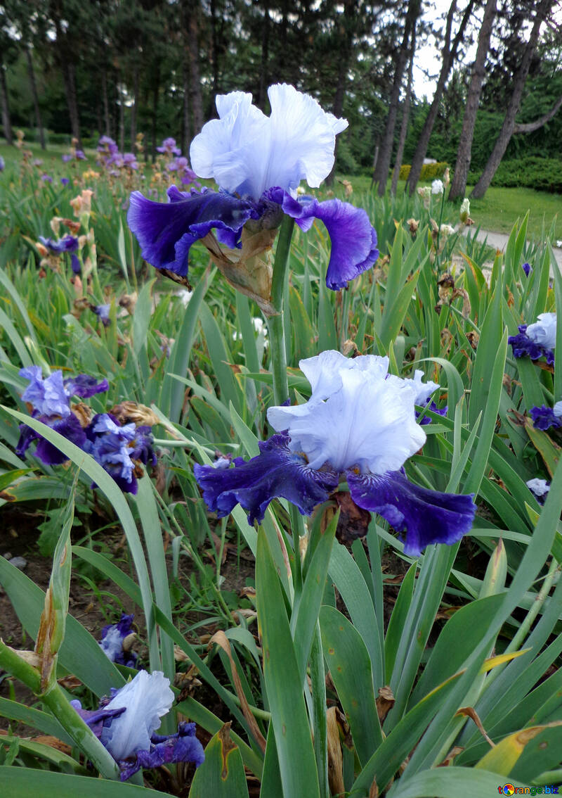 Irises sur le terrain №46873