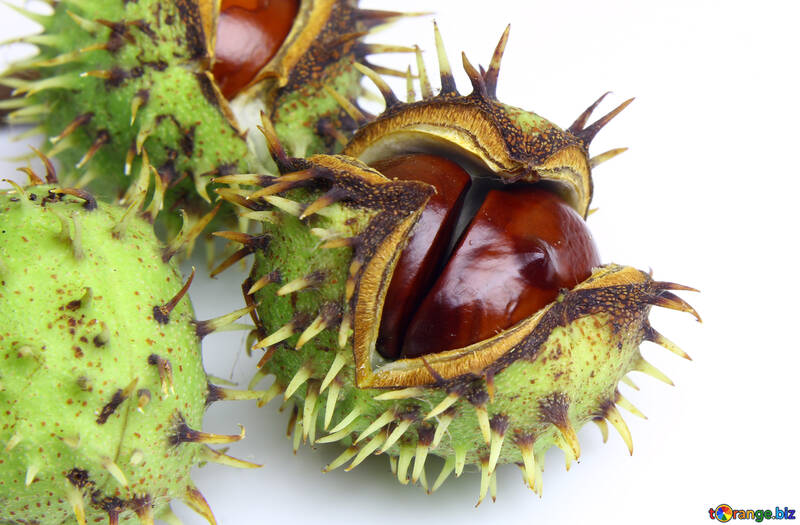 Conker isolated on white background №46398