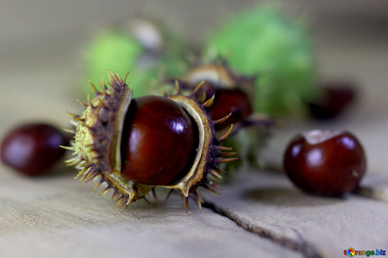 Beautiful conker on a wooden background №46465