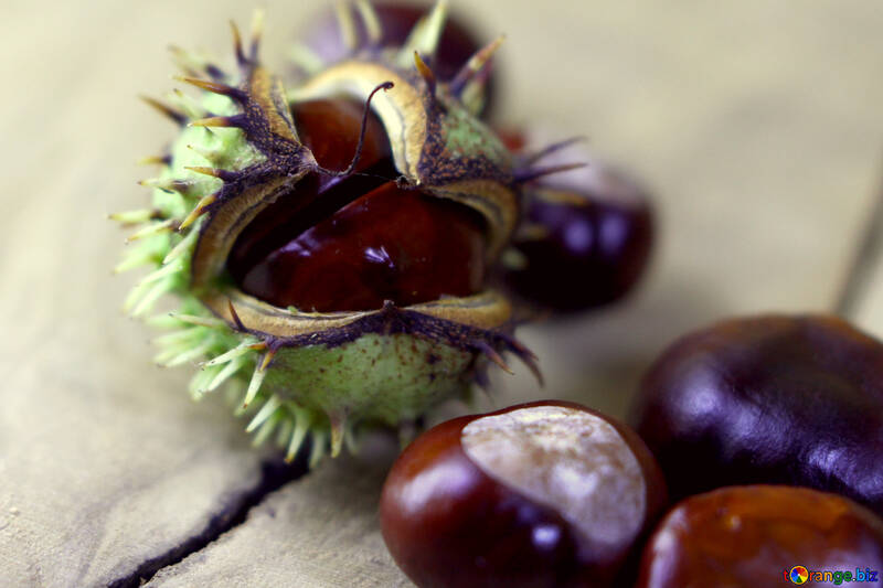 Horse-chestnut fruit №46495