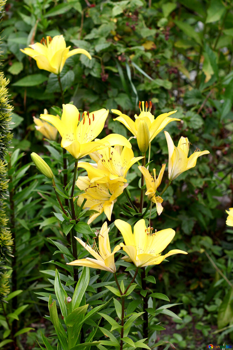 A bush of yellow lilies №46828