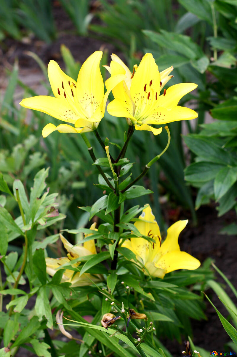 Un arbusto de lirios amarillos №46836