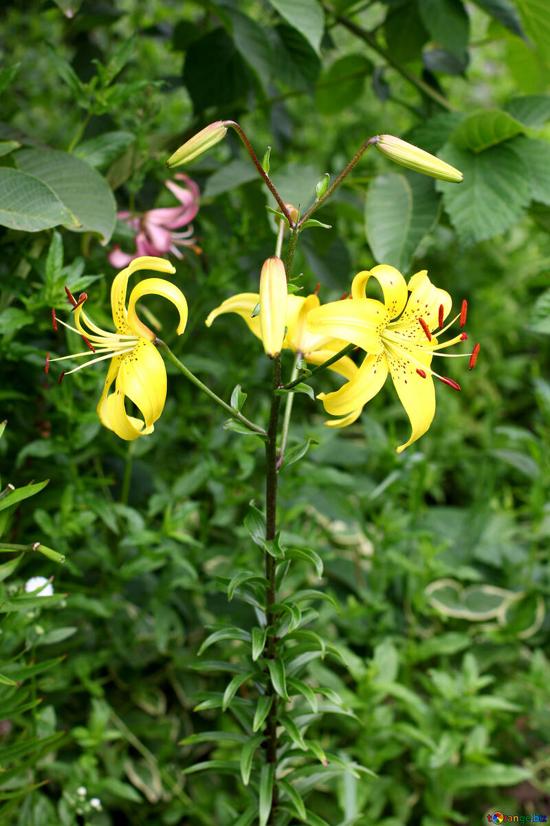 Ein Busch mit gelben Lilien №46838