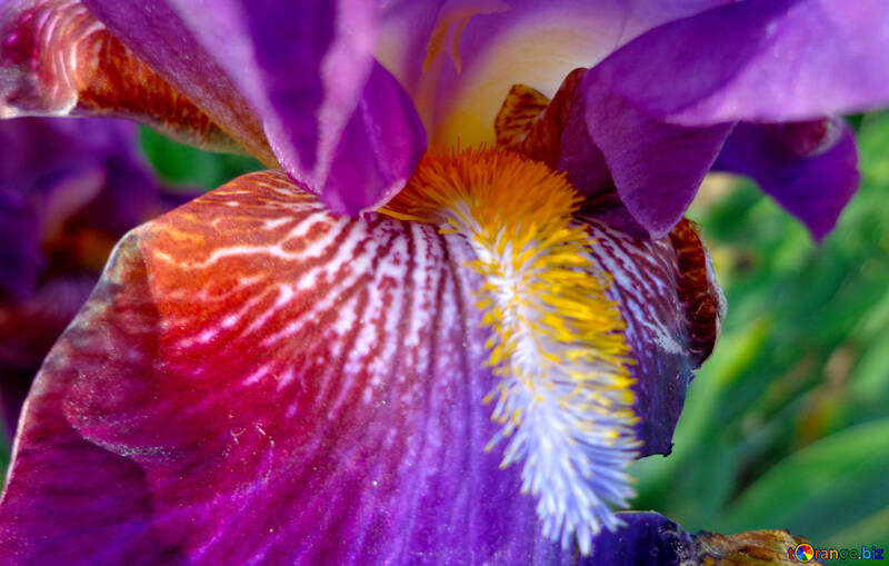Makro Iris Blume №46881