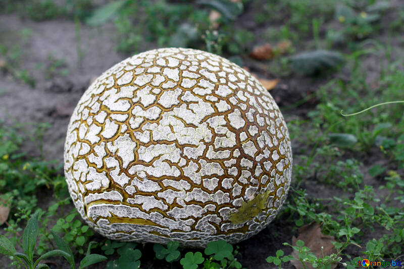 Huge old puffball mushroom №46526