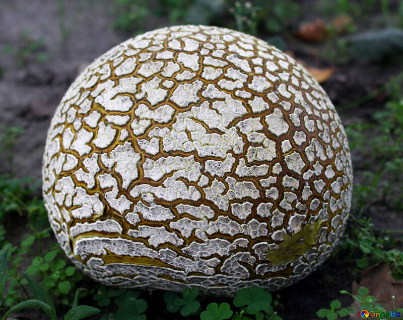Huge old puffball mushroom №46527