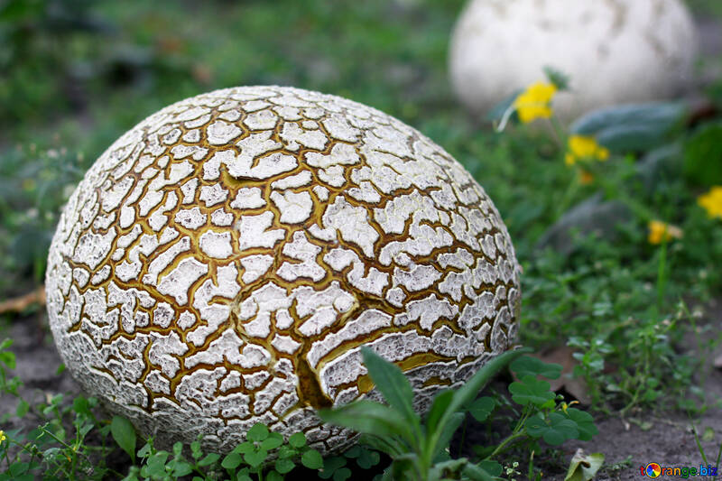 Huge old puffball mushroom №46536