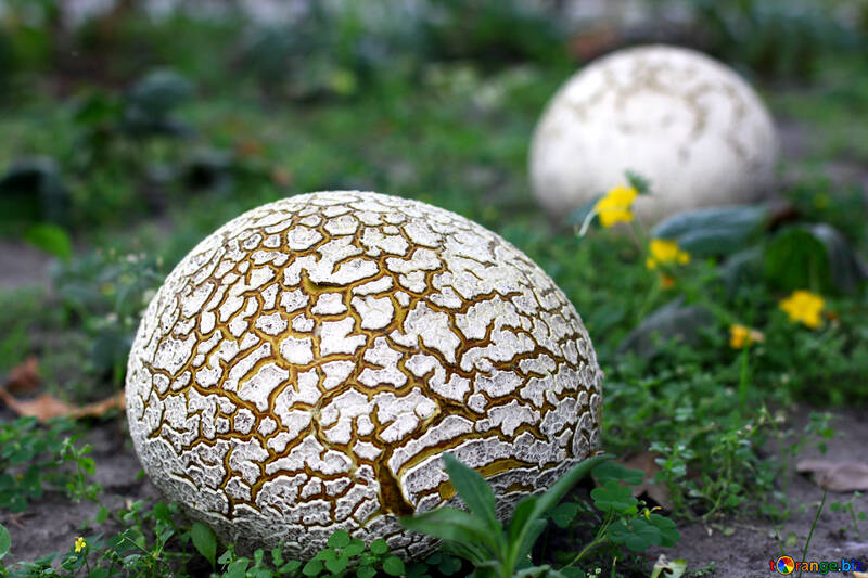 Old Mushroom imperméable №46537