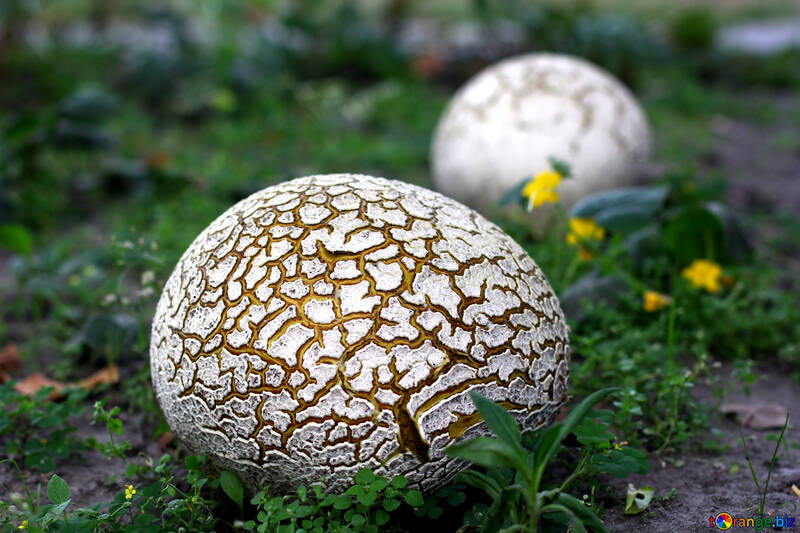 Huge old puffball mushroom №46535