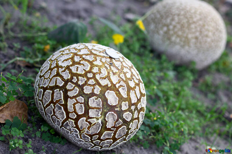 Великі старі гриби дощовики №46544